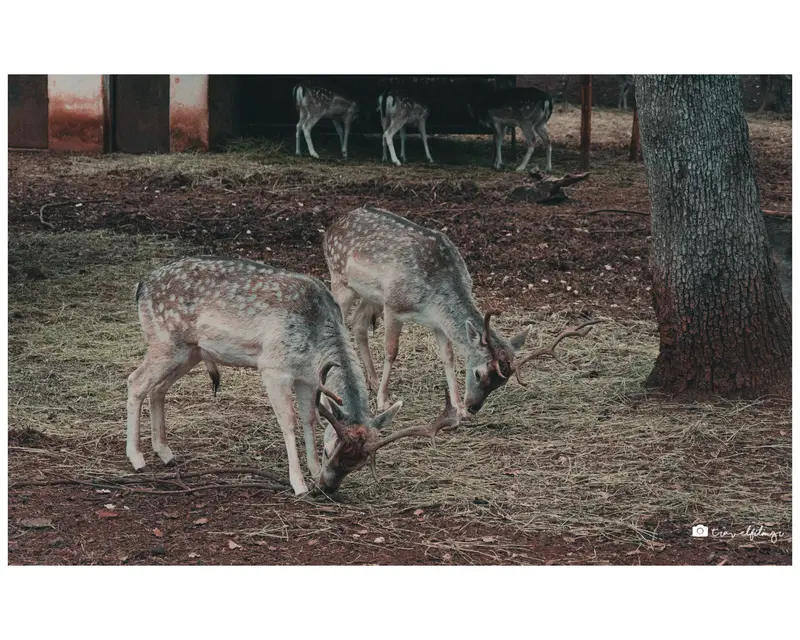 Feeding Deer